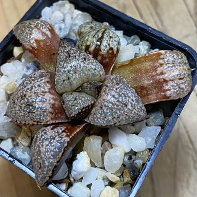 SH38208 Haworthia picta -Japan-