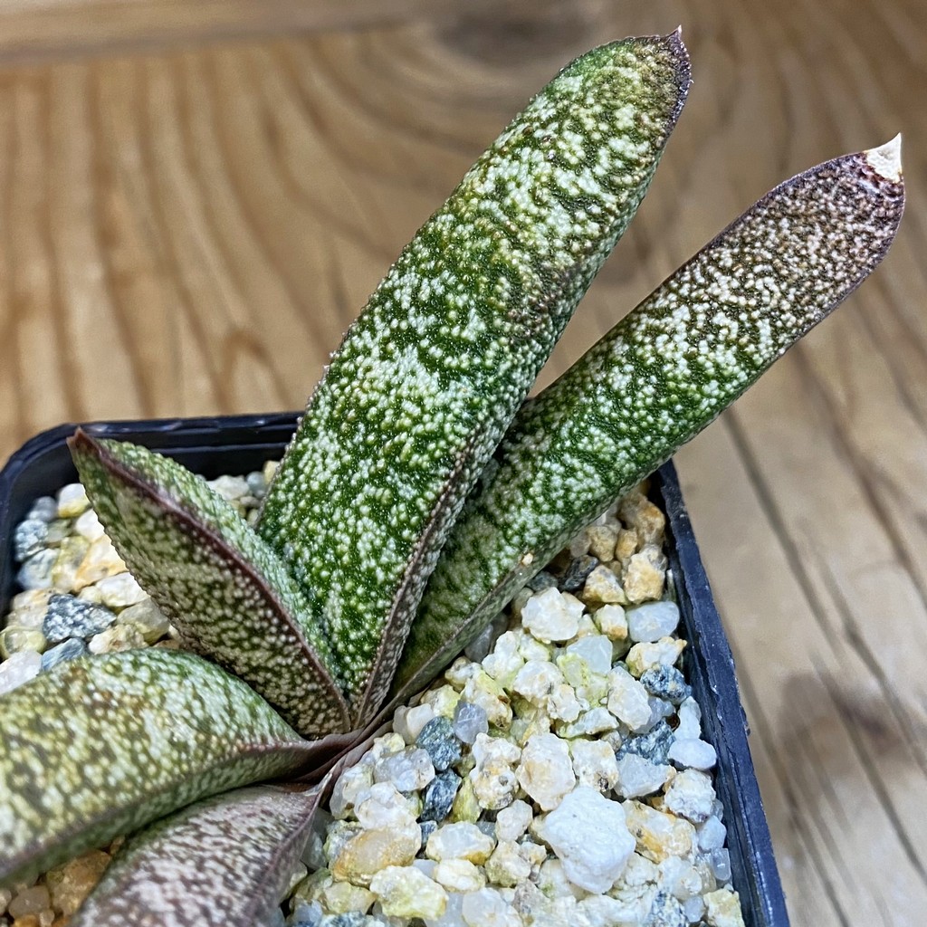 SH38211 Gasteria batesiana x ellaphieae SH