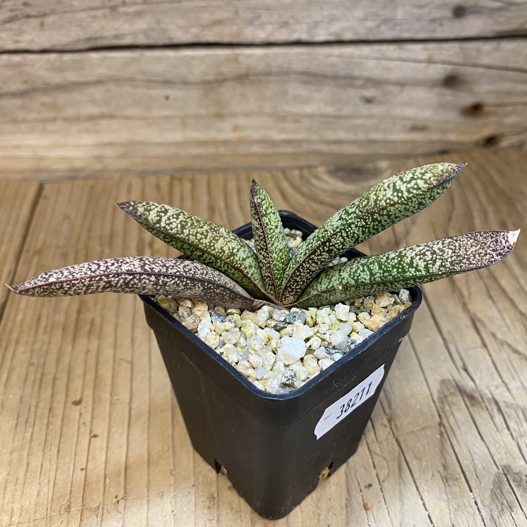 SH38211 Gasteria batesiana x ellaphieae SH - Image 2