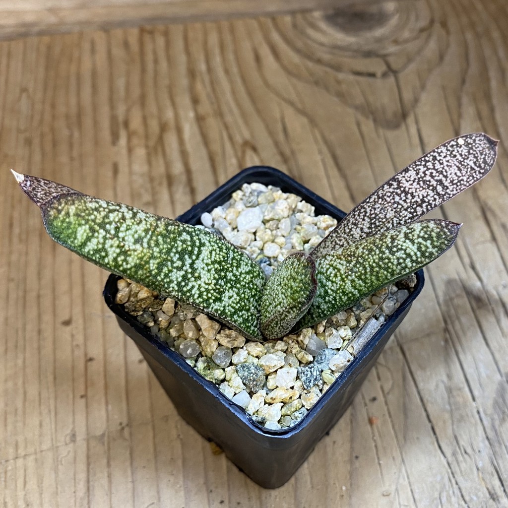 SH38211 Gasteria batesiana x ellaphieae SH - Image 3