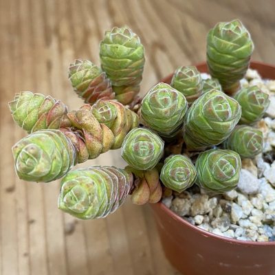 SH38213 Crassula columella