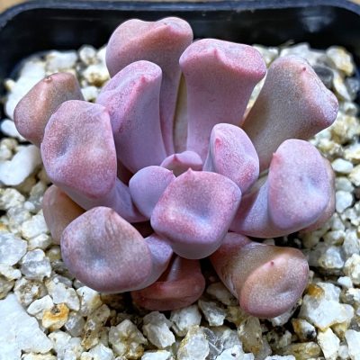 SH38214 Echeveria 'Cupid'