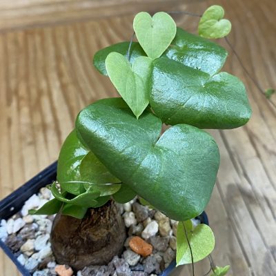SH38217 Dioscorea elephantipes