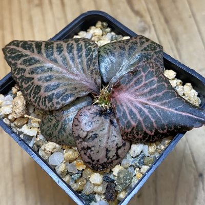SH38218 Euphorbia francoisii hybrid