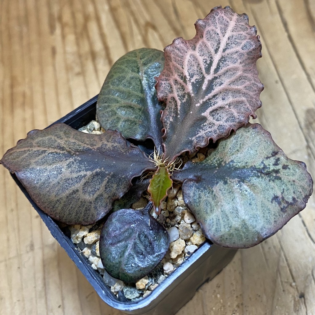 SH38219 Euphorbia francoisii hybrid