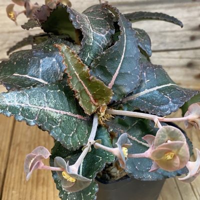 SH38220 Euphorbia francoisii hybrid, 10 years old