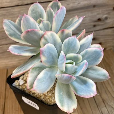SH38222 Echeveria ‘Silk’ f. variegata
