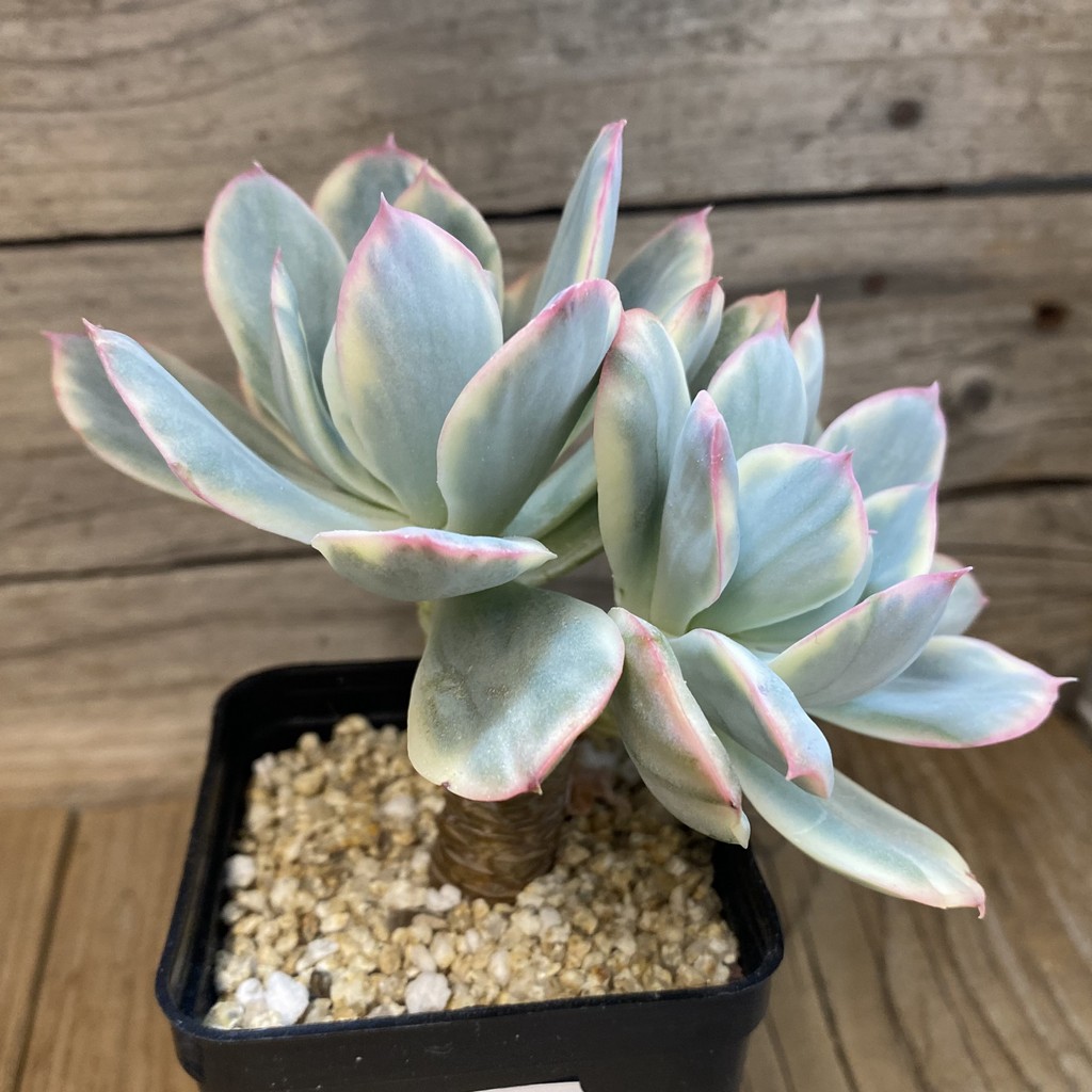SH38222 Echeveria ‘Silk’ f. variegata - Image 2