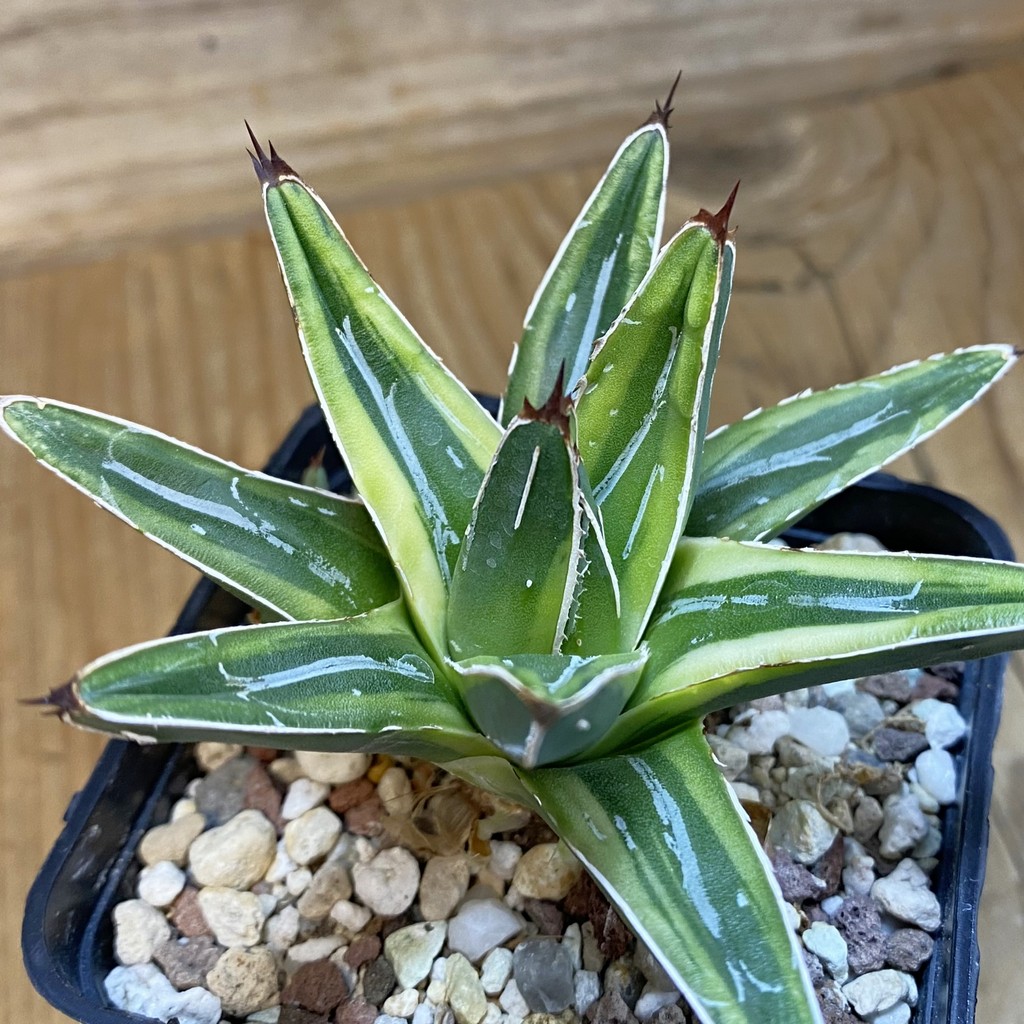 SH38225 Agave victoriae-reginae f. variegata
