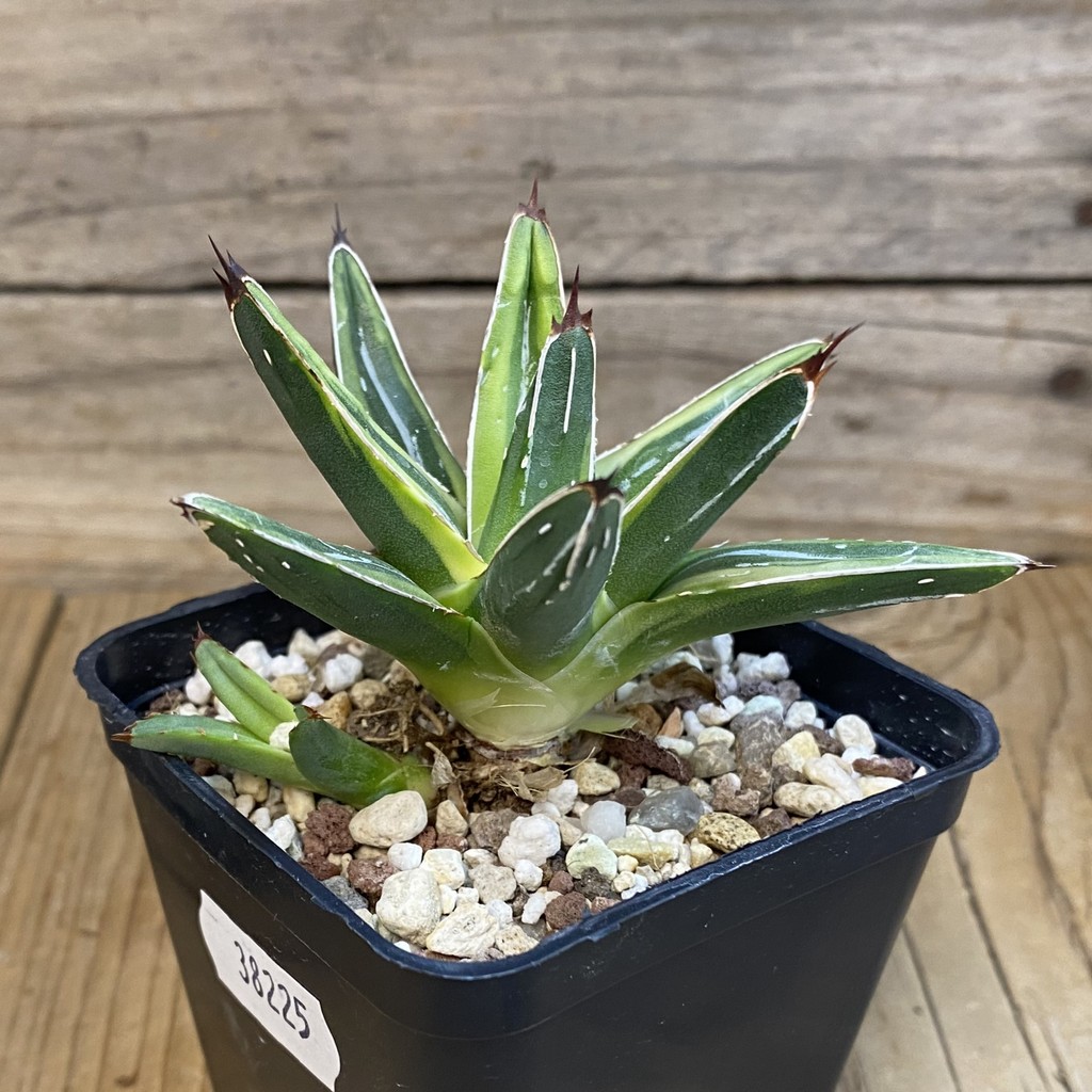 SH38225 Agave victoriae-reginae f. variegata - Image 2
