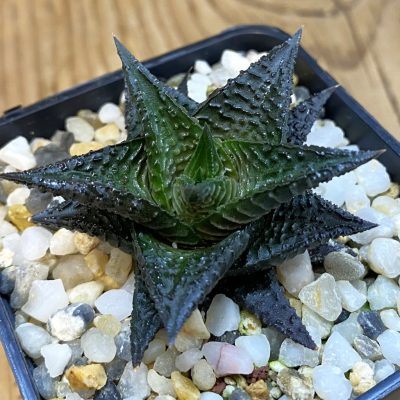 SH38226 Haworthia limifolia ‘Dark form’, ex Richtr