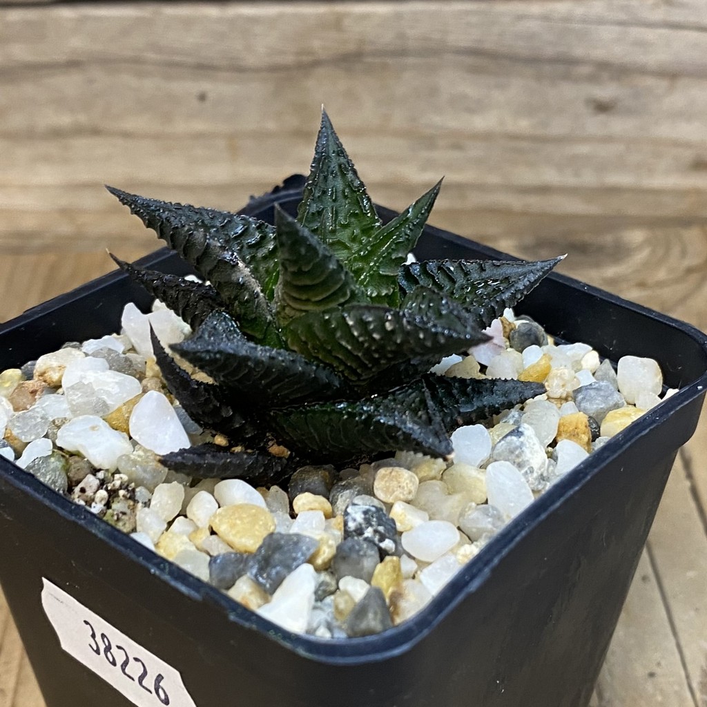 SH38226 Haworthia limifolia ‘Dark form’, ex Richtr - Image 2