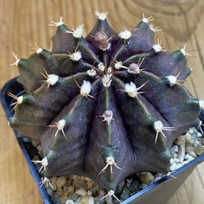 SH38227 Gymnocalycium mihanovichii 'Black Widow' hybrid