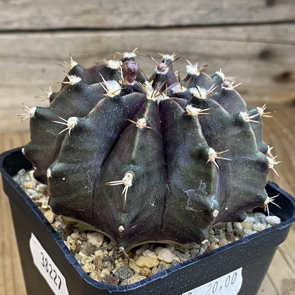 SH38227 Gymnocalycium mihanovichii 'Black Widow' hybrid - Image 2