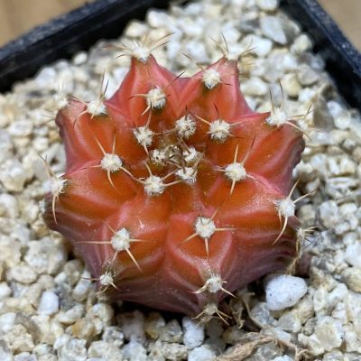 SH38177 Gymnocalycium mihanovichii ‘Neon’ hybrid