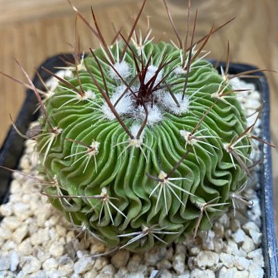 SH38229 Stenocactus multicostatus SB 1147, 10 years old