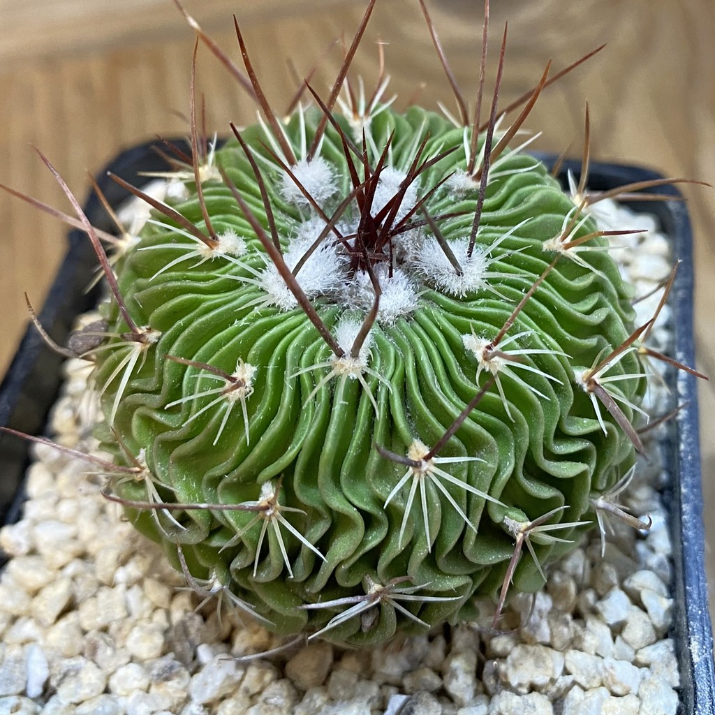 SH38229 Stenocactus multicostatus SB 1147, 10 years old