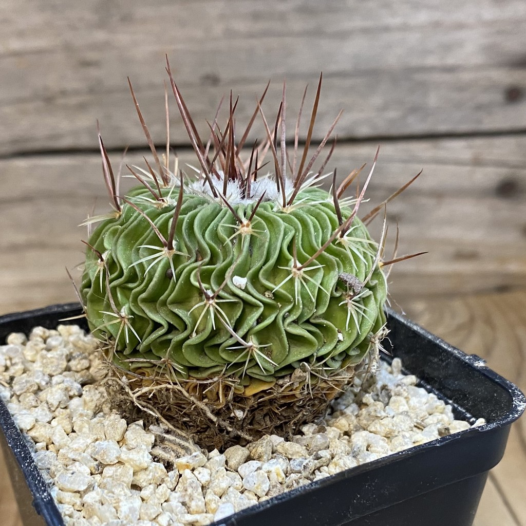 SH38229 Stenocactus multicostatus SB 1147, 10 years old - Image 2