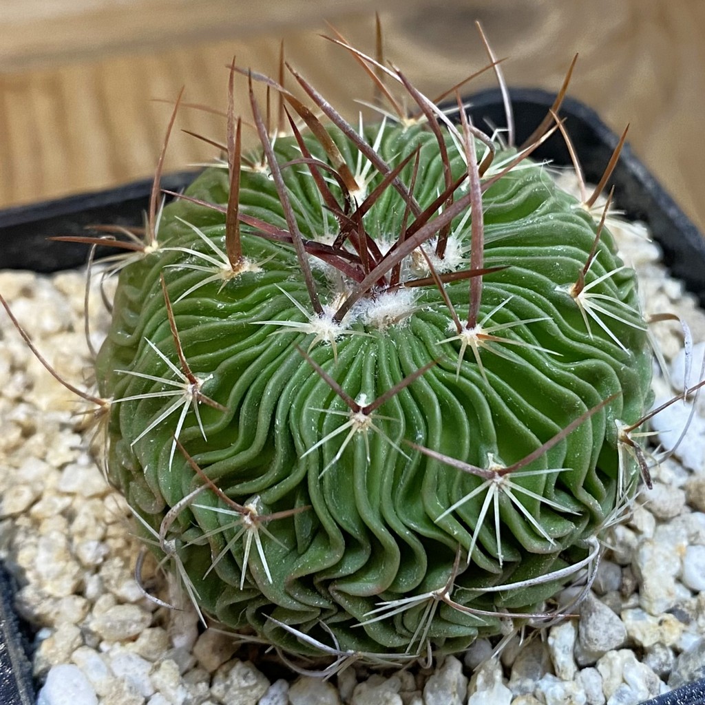 SH38230 Stenocactus multicostatus SB 1147, 10 years old