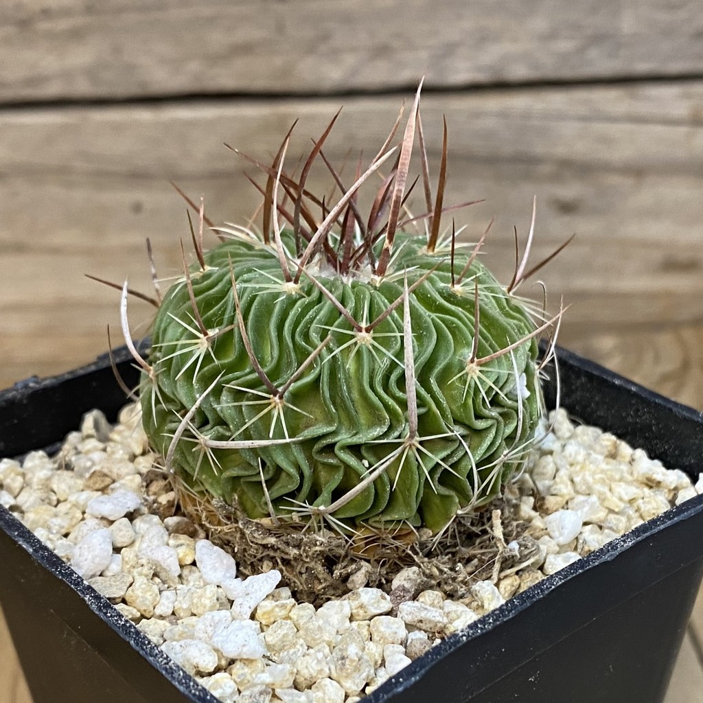 SH38230 Stenocactus multicostatus SB 1147, 10 years old - Image 2