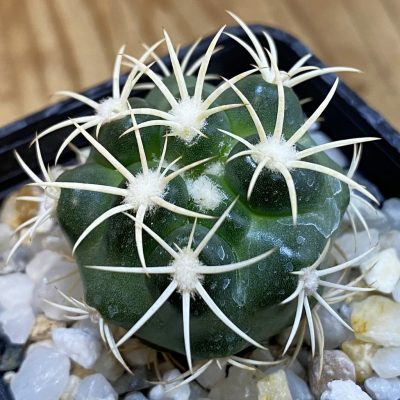 SH38233 Discocactus zehntneri ssp. alagoinhensis, own roots