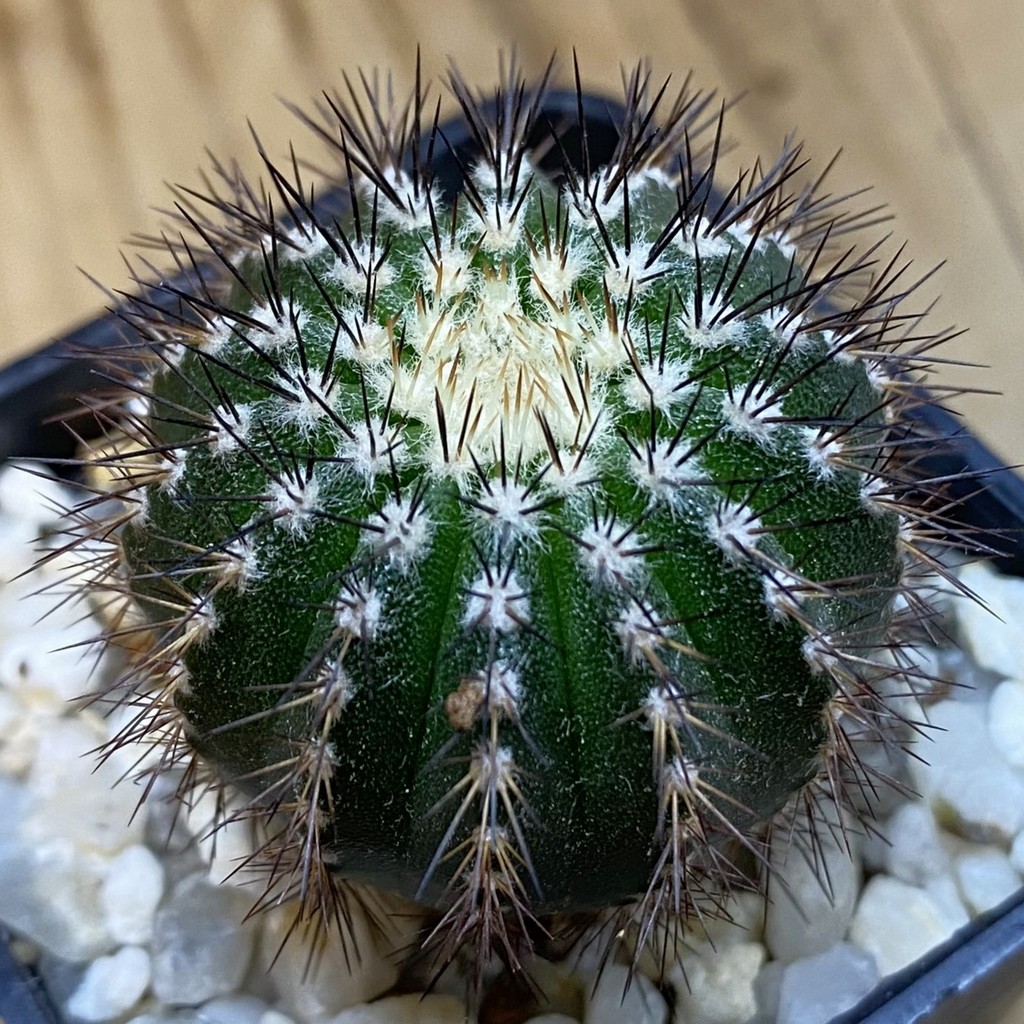 SH38235 Uebelmannia pectinifera, seedling, own roots