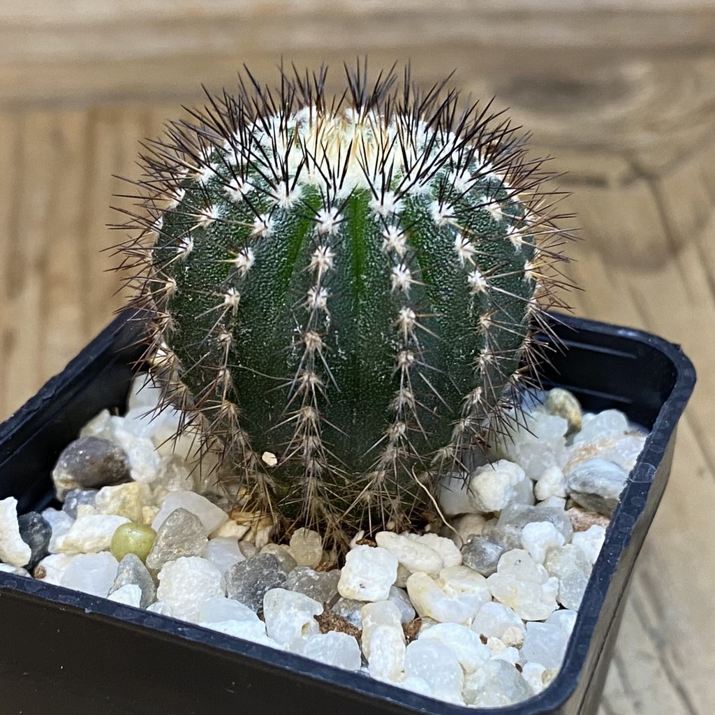 SH38235 Uebelmannia pectinifera, seedling, own roots - Image 2