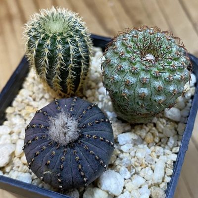 SH38236 Frailea mix