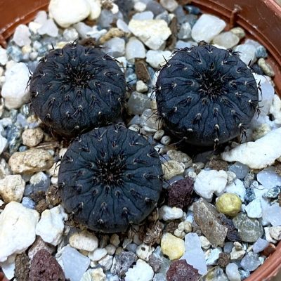 SH38237 Frailea castanea, 3 plants, seedling