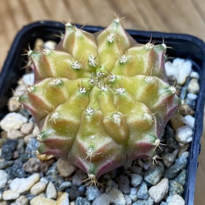 SH38178 Gymnocalycium mihanovichii ‘Neon’ hybrid