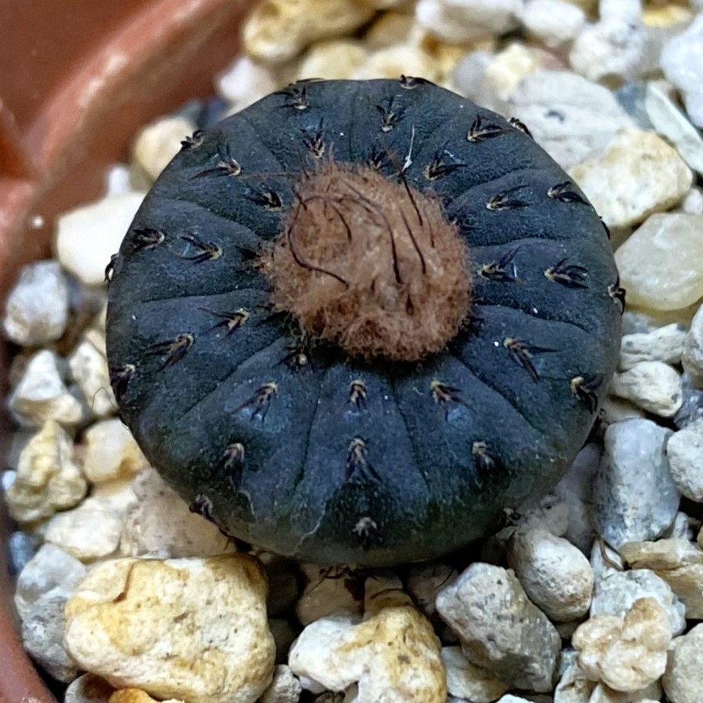 SH38238 Frailea castanea, seedling