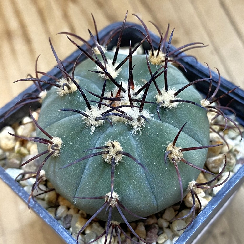 SH38239 Gymnocalycium cabreraense VOS 2122