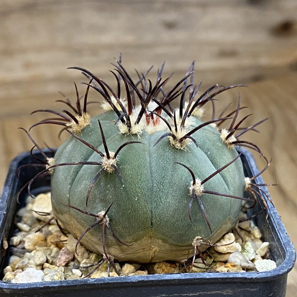 SH38239 Gymnocalycium cabreraense VOS 2122 - Image 2