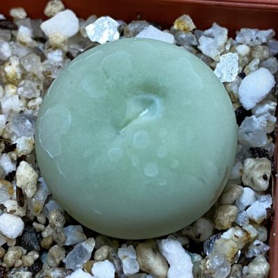 SH38240 Conophytum calculus