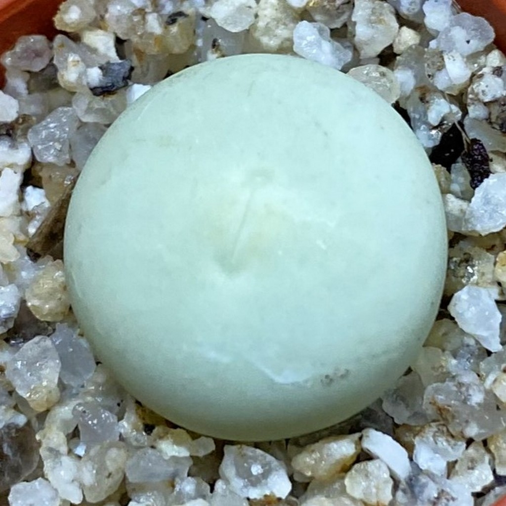 SH38241 Conophytum calculus