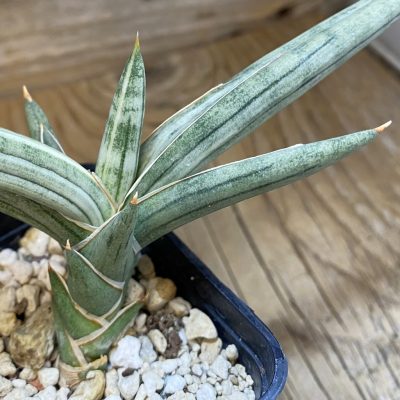 SH38242 Sansevieria ‘Silver Clone’