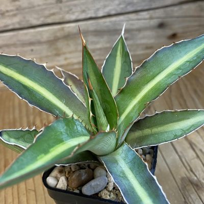 SH38243 Agave lophantha ‘Double Green’