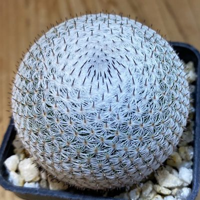 SH38247 Mammillaria microthele v. superfina