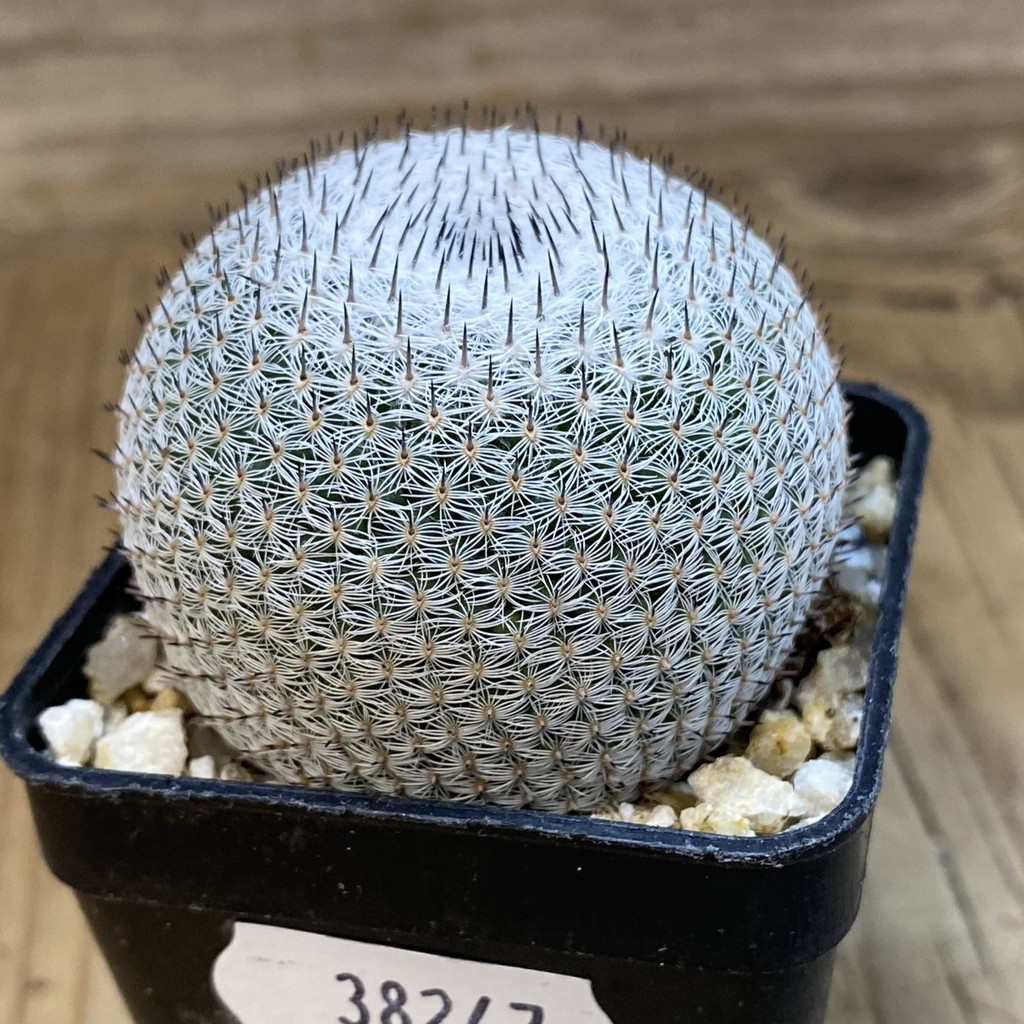 SH38247 Mammillaria microthele v. superfina - Image 2