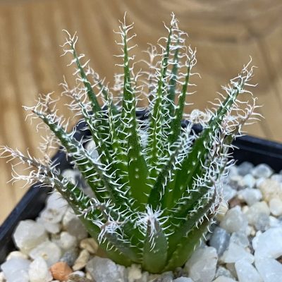 SH38248 Aloe haworthioides