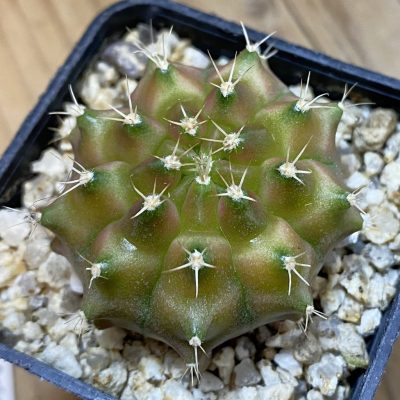 SH38179 Gymnocalycium mihanovichii ‘Neon’ hybrid