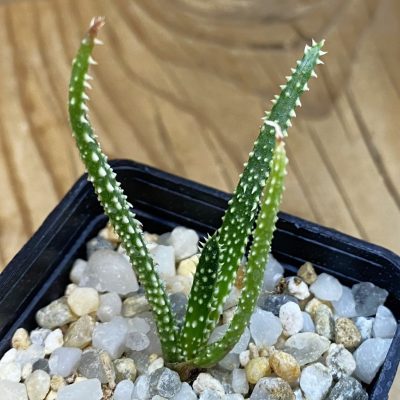 SH38249 Aloe delicatifolia