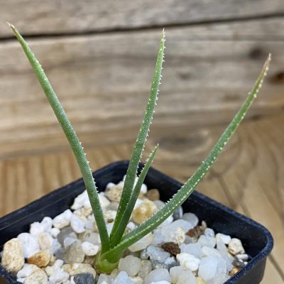 SH38250 Aloe pronkii