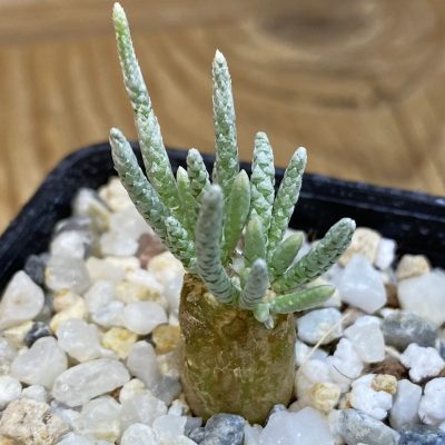 SH38251 Avonia quinaria