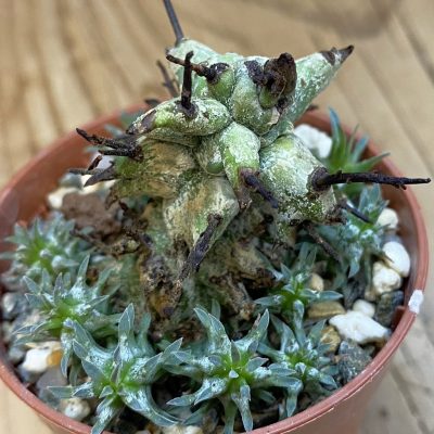 SH38252 Euphorbia horrida f. monstruosa