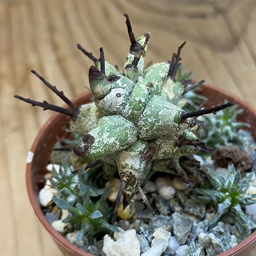 SH38252 Euphorbia horrida f. monstruosa - Image 2