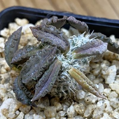 SH38253 Euphorbia tulearensis hybrid