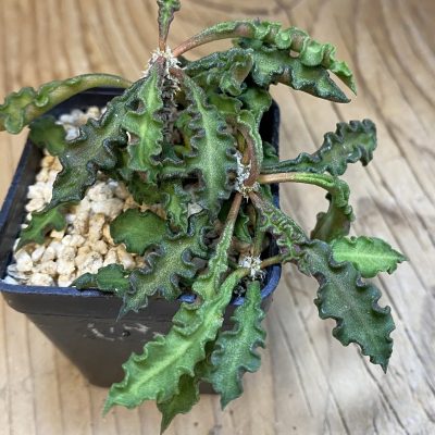 SH38254 Euphorbia decaryi v. spirosticha