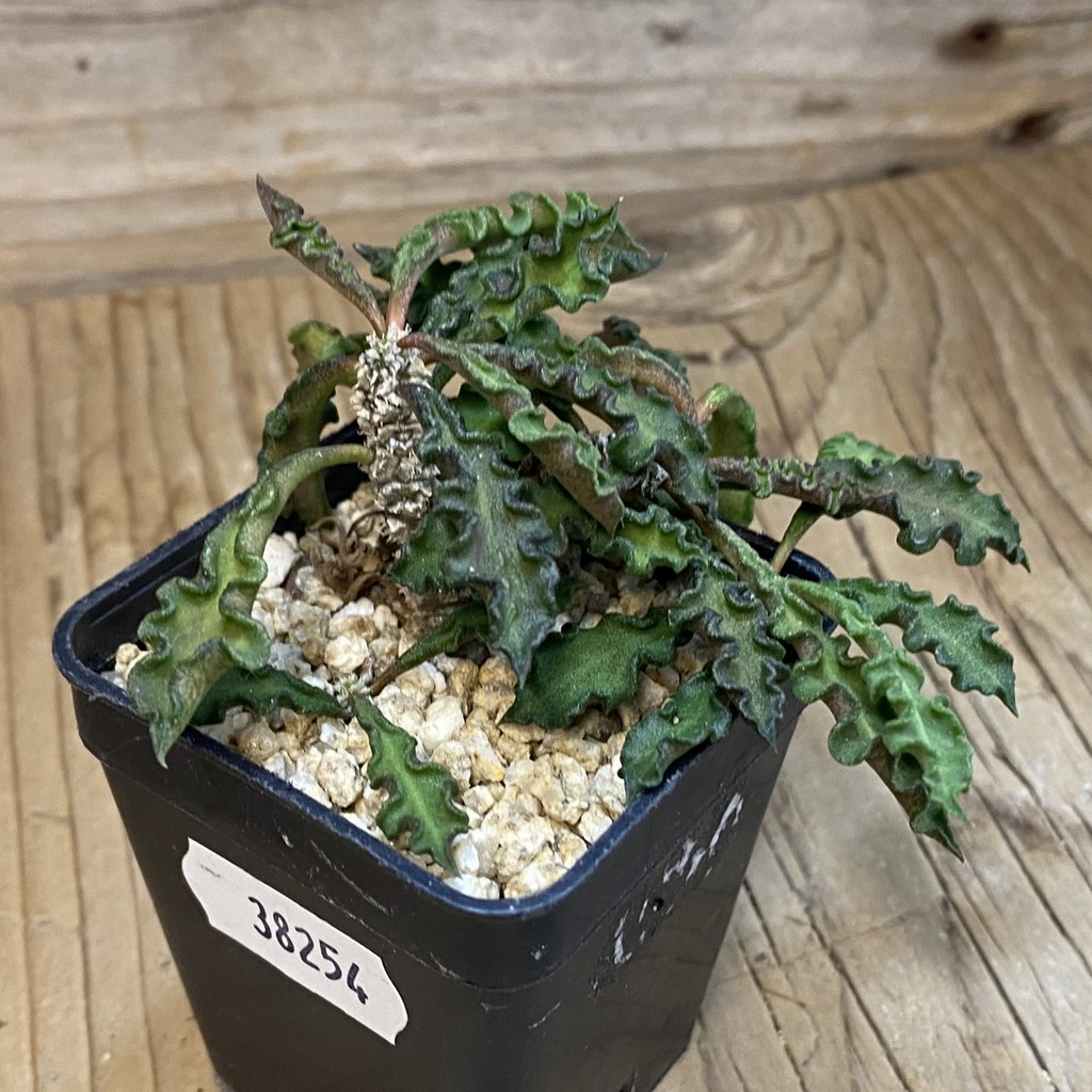 SH38254 Euphorbia decaryi v. spirosticha - Image 2