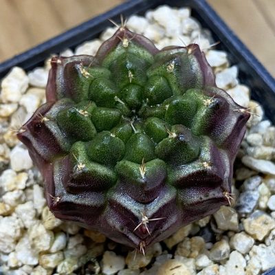 SH38180 Gymnocalycium mihanovichii 'Day Dream', seedling